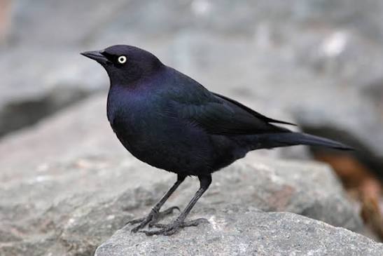 A male Brewer’s Blackbird standing on the jetty rocks
