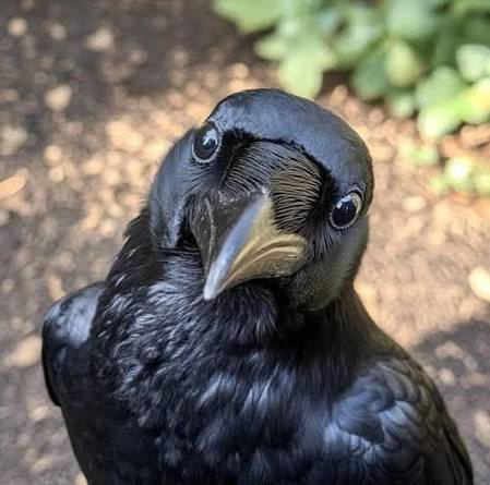 A glossy black crow looking directly into the camera