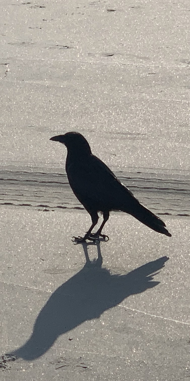 A crow standing near the beach with a long morning shadow