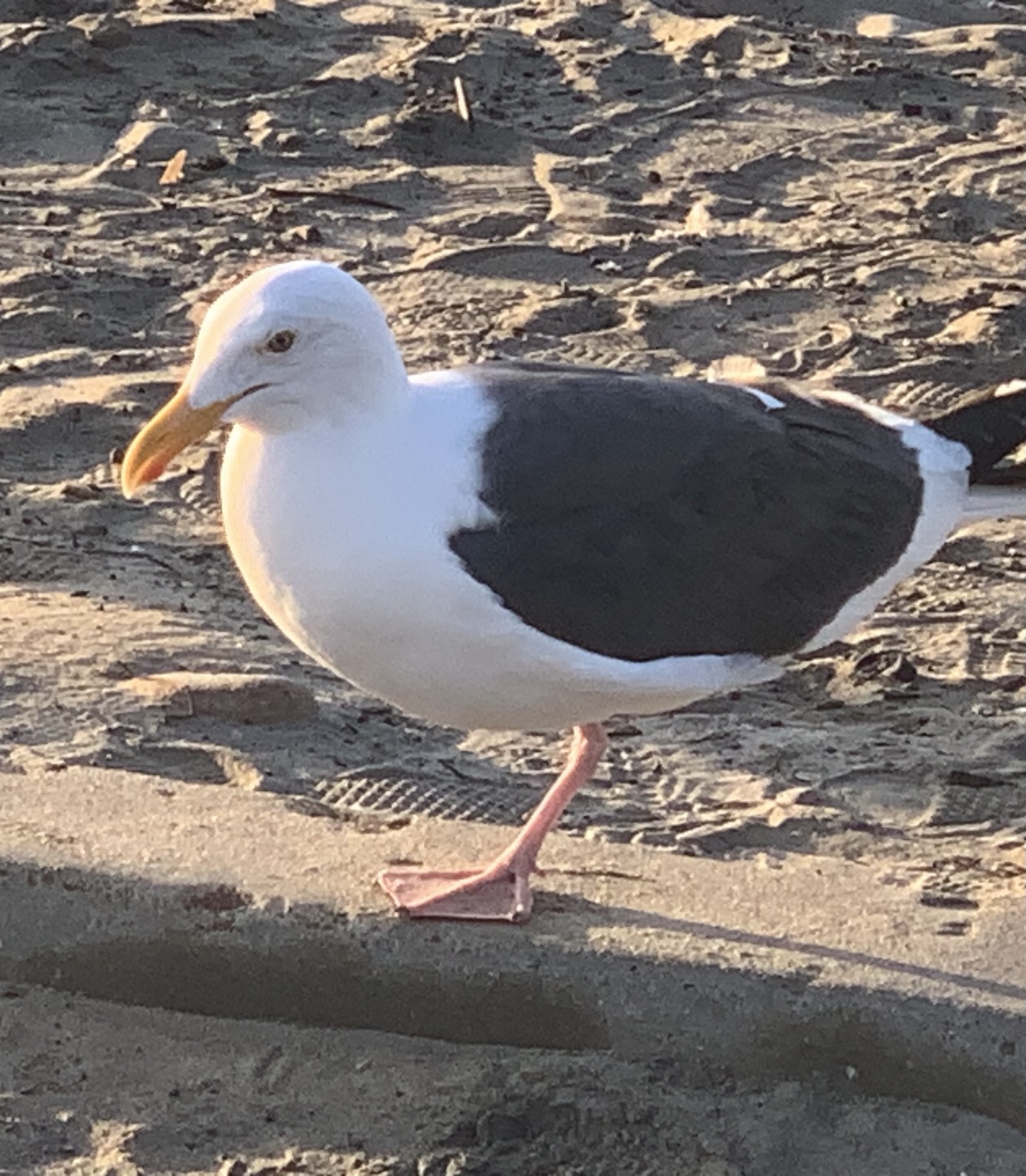 Uno, a one-legged gull, standing steadily on the beach in warm morning light